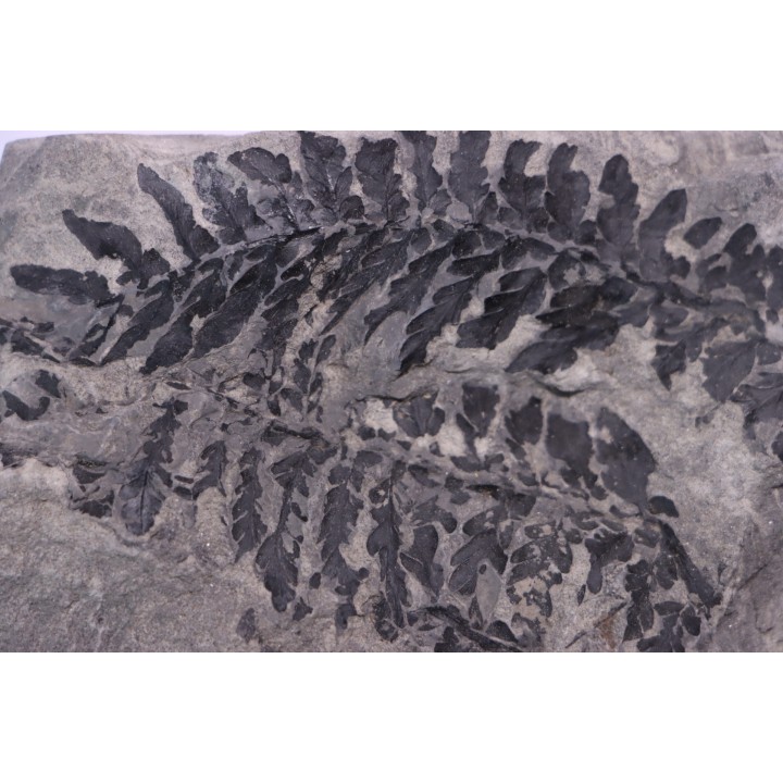 Fougère:  ODONTOPTERIS REICHIANA  Stephanian (carboniferous)   Sanvignes les Mines (71) FRANCE