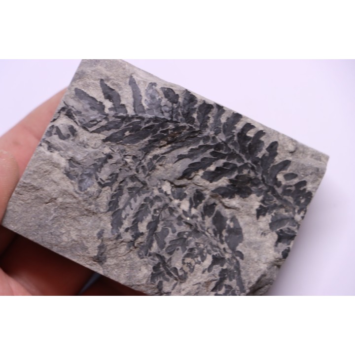 Fougère:  ODONTOPTERIS REICHIANA  Stephanian (carboniferous)   Sanvignes les Mines (71) FRANCE