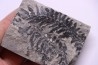 Fougère:  ODONTOPTERIS REICHIANA  Stephanian (carboniferous)   Sanvignes les Mines (71) FRANCE