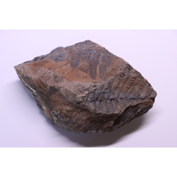 Fougère:  NEUROPTERIS PRAEDENTATA - Stephanian (carboniferous)   Sanvignes les Mines (71) FRANCE