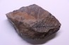 Fougère:  NEUROPTERIS PRAEDENTATA - Stephanian (carboniferous)   Sanvignes les Mines (71) FRANCE