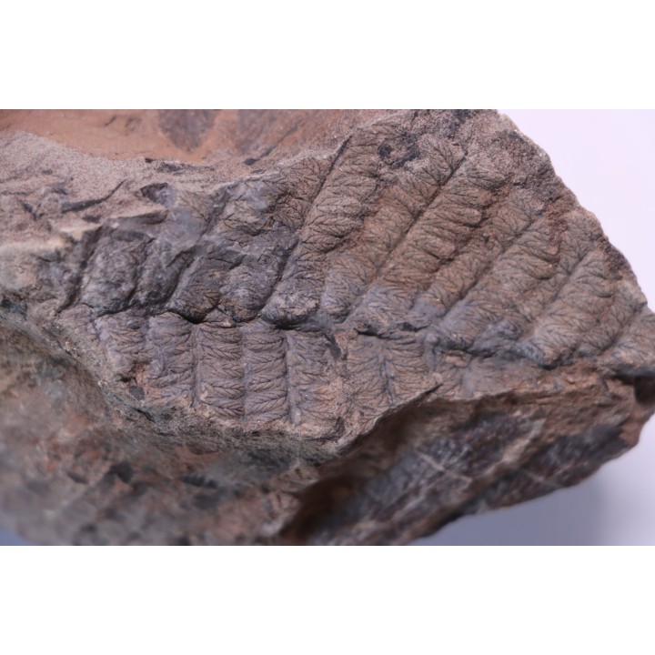 Fougère:  NEUROPTERIS PRAEDENTATA - Stephanian (carboniferous)   Sanvignes les Mines (71) FRANCE