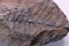 Fougère: NEUROPTERIS PRAEDENTATA - Stephanian (carbonifere) Sanvignes les Mines (71) FRANCE