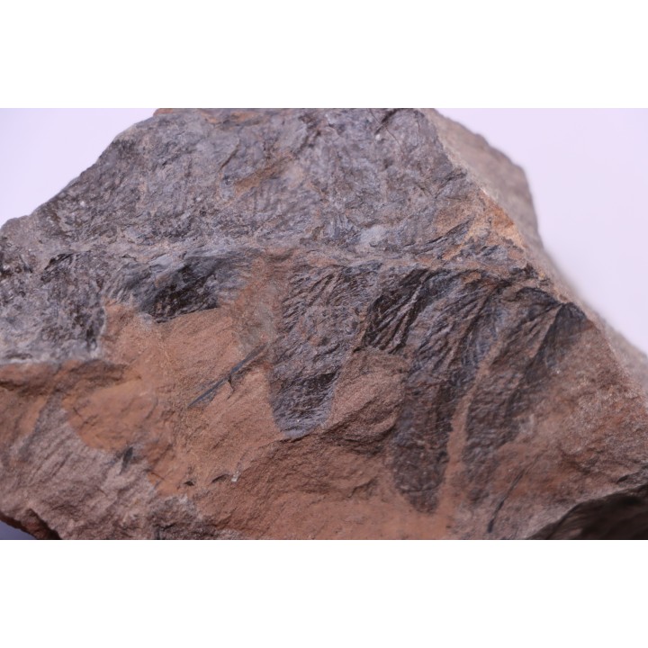 Fougère:  NEUROPTERIS PRAEDENTATA - Stephanian (carboniferous)   Sanvignes les Mines (71) FRANCE