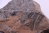 Fougère:  NEUROPTERIS PRAEDENTATA - Stephanian (carboniferous)   Sanvignes les Mines (71) FRANCE