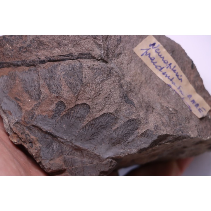 Fougère:  NEUROPTERIS PRAEDENTATA - Stephanian (carboniferous)   Sanvignes les Mines (71) FRANCE