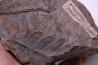 Fougère: NEUROPTERIS PRAEDENTATA - Stephanian (carbonifere) Sanvignes les Mines (71) FRANCE