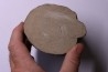 Fougère :  CALAMITES SUCKOWII - Stephanian (carboniferous)   Mine BARRAT, Montceaux les Mines (71) FRANCE
