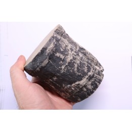 Fougère : CALAMITES SUCKOWII - Stephanian (carbonifere) Mine BARRAT, Montceaux les Mines (71) FRANCE