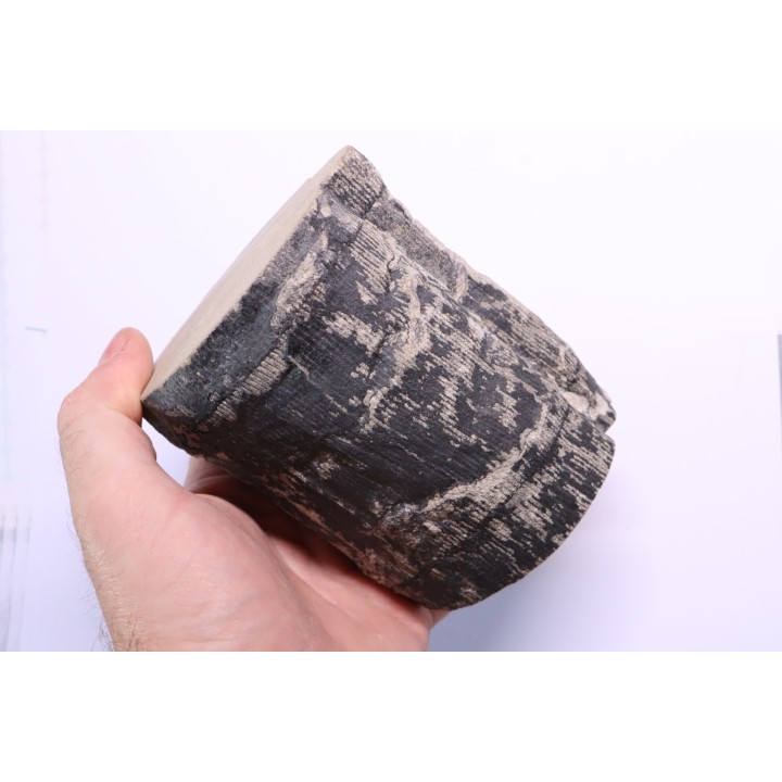 Fougère :  CALAMITES SUCKOWII - Stephanian (carboniferous)   Mine BARRAT, Montceaux les Mines (71) FRANCE