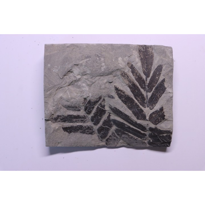 Fougère:  NEUROPTERIS CORDATA - Stephanian (carboniferous)   Sanvignes les Mines (71) FRANCE