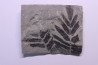 Fougère: NEUROPTERIS CORDATA - Stephanian (carbonifere) Sanvignes les Mines (71) FRANCE
