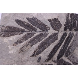 Fougère:  NEUROPTERIS CORDATA - Stephanian (carboniferous)   Sanvignes les Mines (71) FRANCE