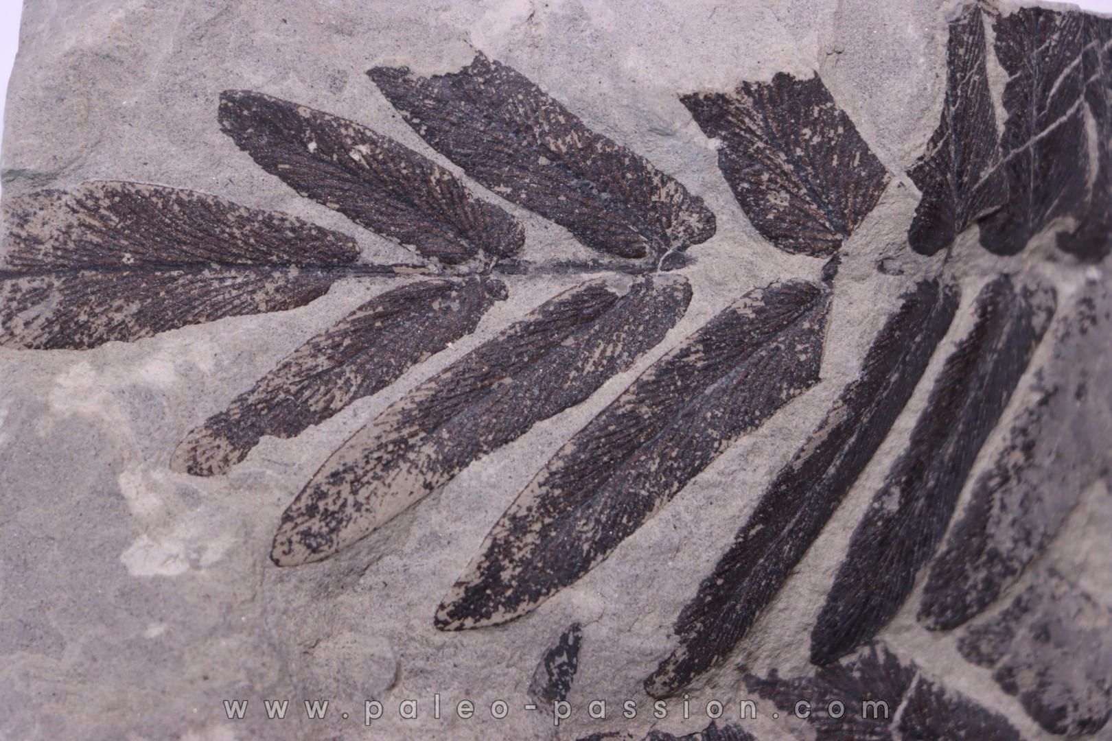 Fougère: NEUROPTERIS CORDATA - Stephanian (carboniferous) Sanvignes les Mines (71) FRANCE