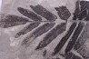 Fougère: NEUROPTERIS CORDATA - Stephanian (carbonifere) Sanvignes les Mines (71) FRANCE