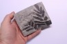 Fougère: NEUROPTERIS CORDATA - Stephanian (carboniferous) Sanvignes les Mines (71) FRANCE