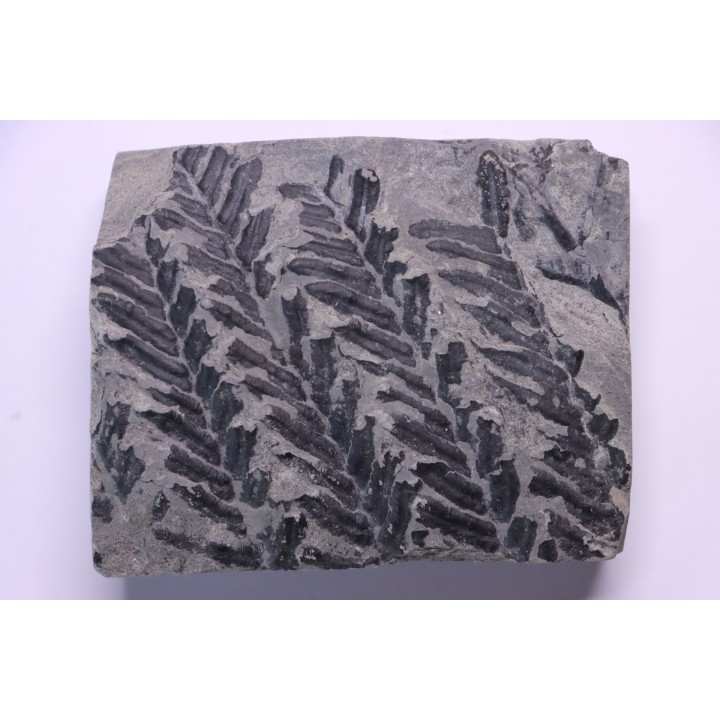Fougère:  PECOPTERIS POLYMORPHA (Brongniart)  Stephanian (carboniferous)  Sanvignes les Mines (71) FRANCE