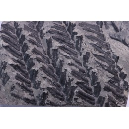 Fougère:  PECOPTERIS POLYMORPHA (Brongniart)  Stephanian (carboniferous)  Sanvignes les Mines (71) FRANCE