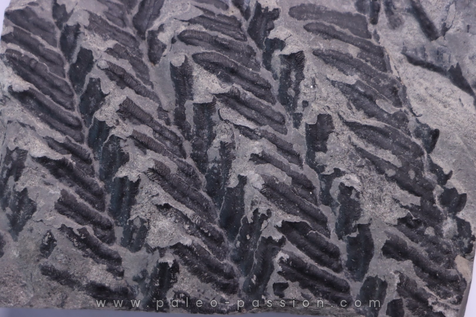 Fougère: PECOPTERIS POLYMORPHA (Brongniart) Stephanian (carboniferous) Sanvignes les Mines (71) FRANCE