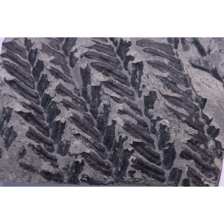 Fougère:  PECOPTERIS POLYMORPHA (Brongniart)  Stephanian (carboniferous)  Sanvignes les Mines (71) FRANCE