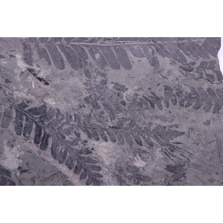 Fougère:  ALETHOPTERIS ZEILLERI - Stephanian (carboniferous)  Mine les Fouthiaux, Sanvignes les Mines (71) FRANCE