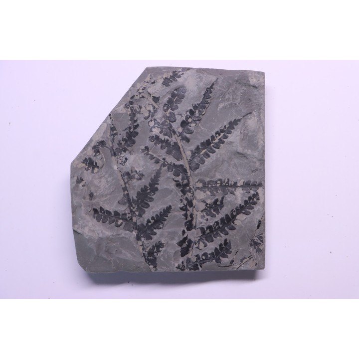 Fougère:  PSEUDOMARIOPTERIS BUSQUETI - Stephanian (carboniferous)  Mine les Fouthiaux, Sanvignes les Mines (71) FRANCE