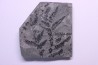 Fougère:  PSEUDOMARIOPTERIS BUSQUETI - Stephanian (carboniferous)  Mine les Fouthiaux, Sanvignes les Mines (71) FRANCE