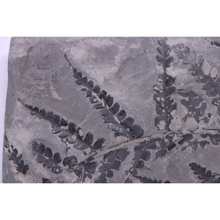 Fougère:  PSEUDOMARIOPTERIS BUSQUETI - Stephanian (carboniferous)  Mine les Fouthiaux, Sanvignes les Mines (71) FRANCE