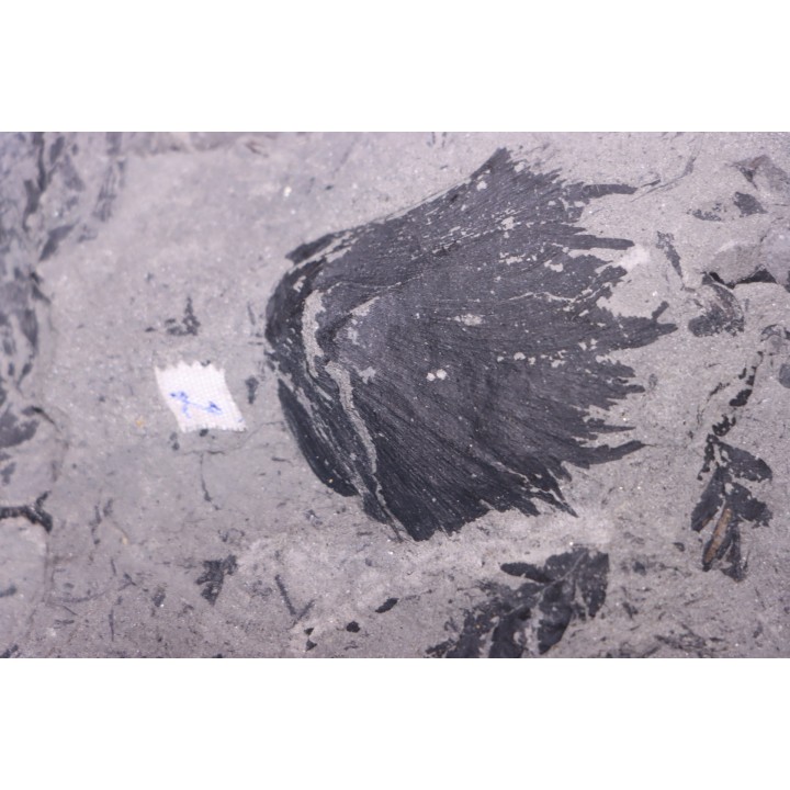 4 variétés de Fougères :ODONTOPTERIS CYCLOPTERIS CALAMITES CALAMOSTACHYS  Stephanian - Sanvignes les Mines (71) FRANCE