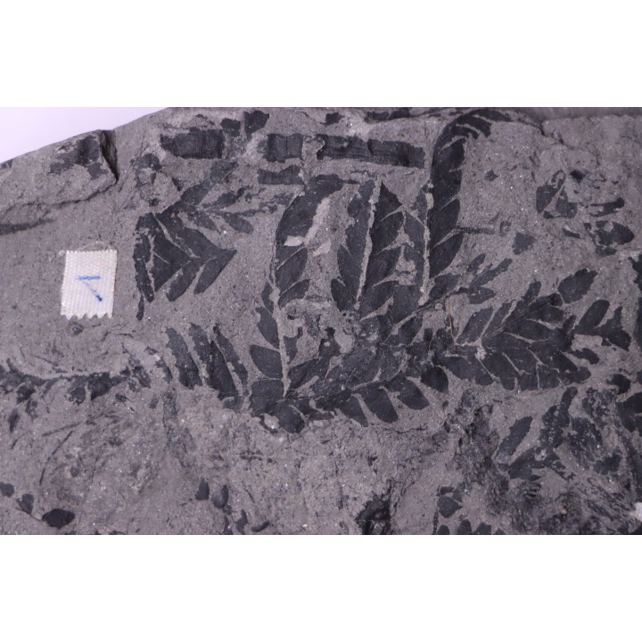 4 variétés de Fougères :ODONTOPTERIS CYCLOPTERIS CALAMITES CALAMOSTACHYS  Stephanian - Sanvignes les Mines (71) FRANCE