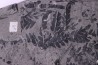 4 variétés de Fougères :ODONTOPTERIS CYCLOPTERIS CALAMITES CALAMOSTACHYS  Stephanian - Sanvignes les Mines (71) FRANCE