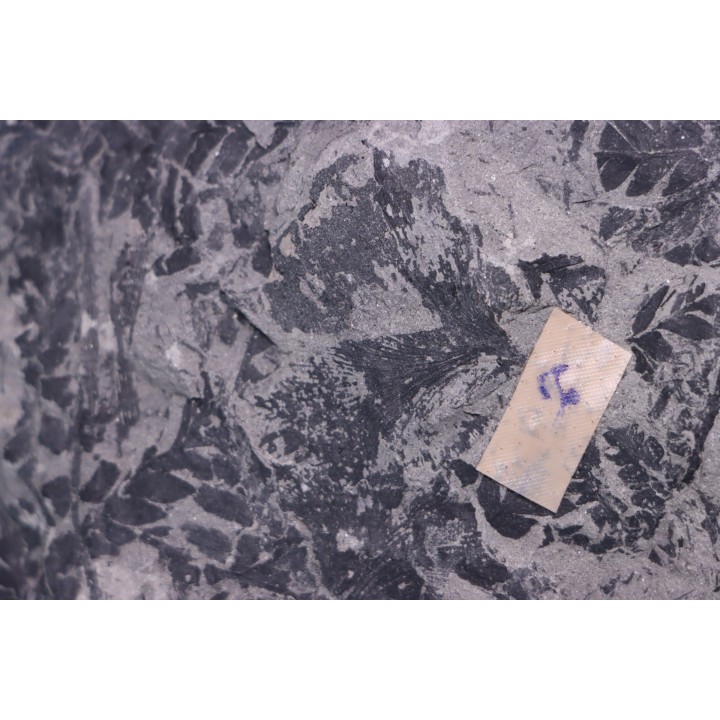 4 variétés de Fougères :ODONTOPTERIS CYCLOPTERIS CALAMITES CALAMOSTACHYS  Stephanian - Sanvignes les Mines (71) FRANCE
