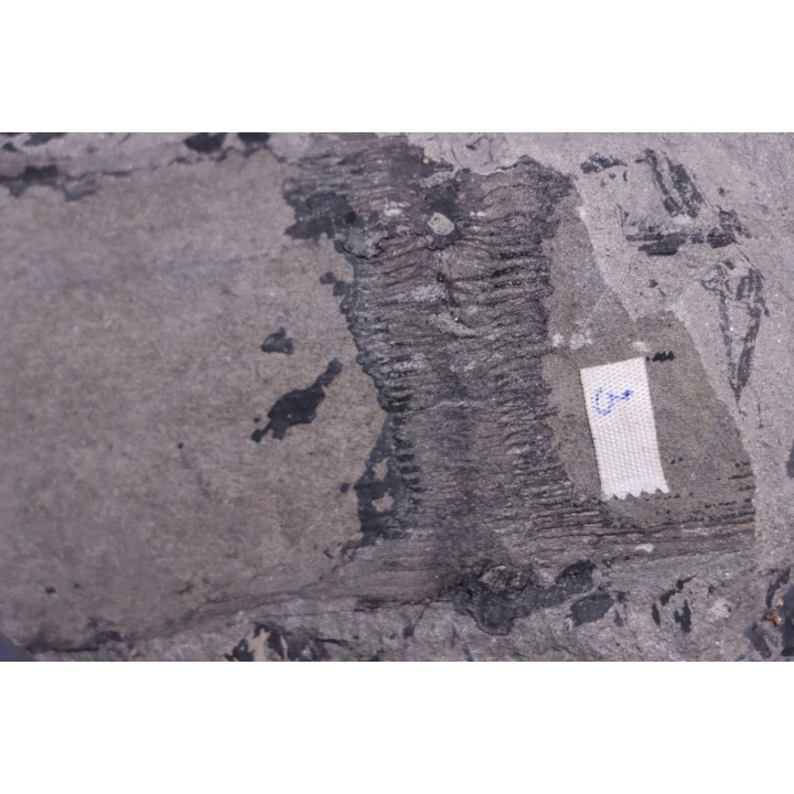 4 variétés de Fougères :ODONTOPTERIS CYCLOPTERIS CALAMITES CALAMOSTACHYS  Stephanian - Sanvignes les Mines (71) FRANCE