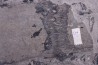 4 variétés de Fougères :ODONTOPTERIS CYCLOPTERIS CALAMITES CALAMOSTACHYS  Stephanian - Sanvignes les Mines (71) FRANCE