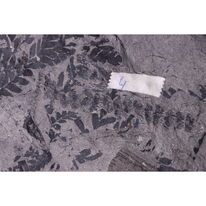 4 variétés de Fougères :ODONTOPTERIS CYCLOPTERIS CALAMITES CALAMOSTACHYS  Stephanian - Sanvignes les Mines (71) FRANCE