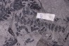 4 variétés de Fougères :ODONTOPTERIS CYCLOPTERIS CALAMITES CALAMOSTACHYS  Stephanian - Sanvignes les Mines (71) FRANCE