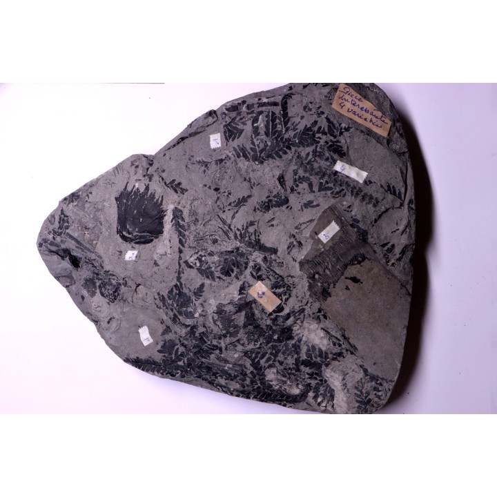 4 variétés de Fougères :ODONTOPTERIS CYCLOPTERIS CALAMITES CALAMOSTACHYS  Stephanian - Sanvignes les Mines (71) FRANCE