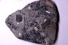 4 variétés de Fougères :ODONTOPTERIS CYCLOPTERIS CALAMITES CALAMOSTACHYS  Stephanian - Sanvignes les Mines (71) FRANCE