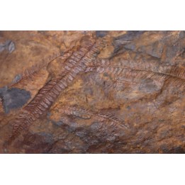 Fougère:  PECOPTERIS sp.  Stephanian (carboniferous)  Val d'Arly - SAVOIE, FRANCE