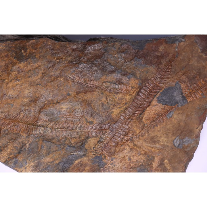 Fougère:  PECOPTERIS sp.  Stephanian (carboniferous)  Val d'Arly - SAVOIE, FRANCE