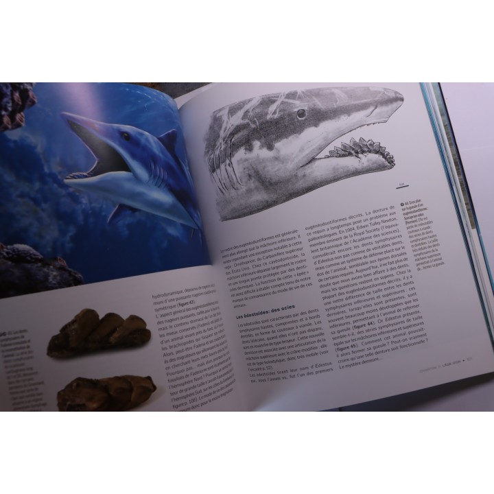 Gilles CUNY:   REQUINS: De la préhistoire à nos jours - 2013
