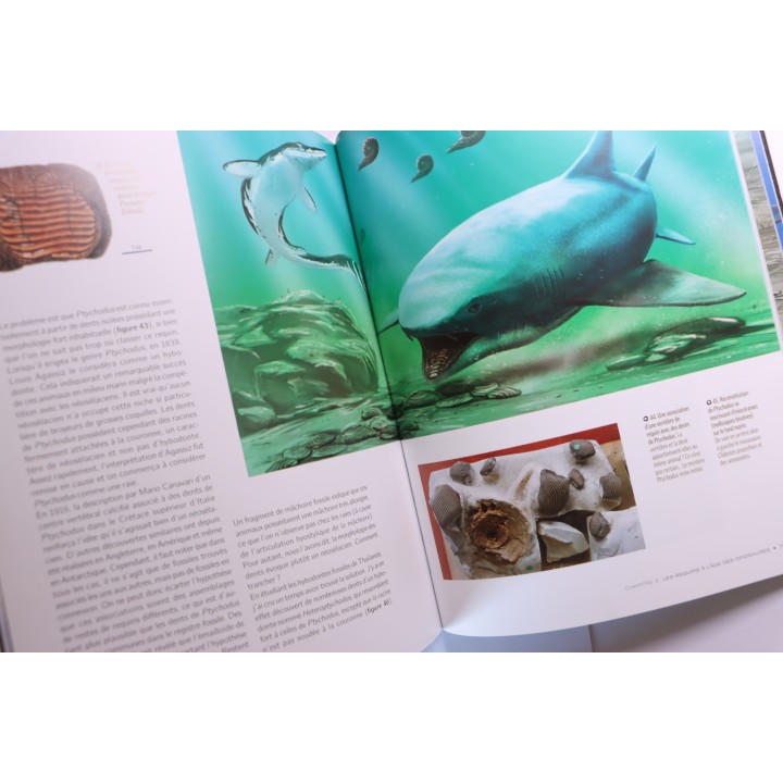 Gilles CUNY:   REQUINS: De la préhistoire à nos jours  223 pages  2013