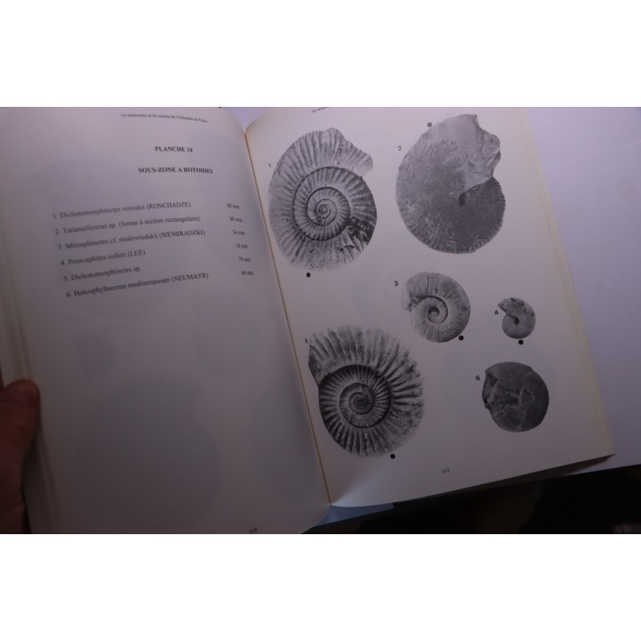 Branger & alii  Les ammonites et les oursins de l'Oxfordien du Poitou -1995