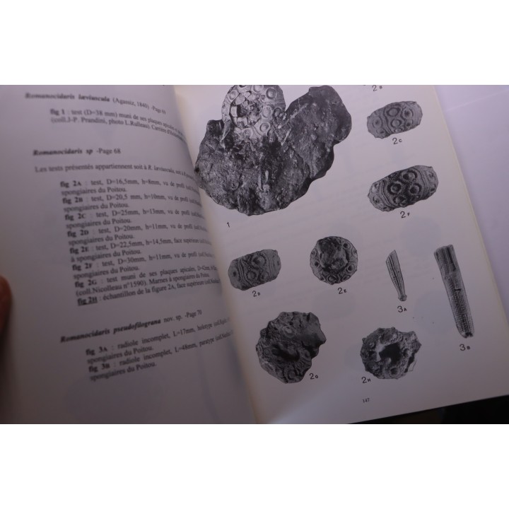 Branger & alii  Les ammonites et les oursins de l'Oxfordien du Poitou -1995