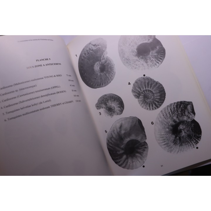 Branger & alii  Les ammonites et les oursins de l'Oxfordien du Poitou -1995