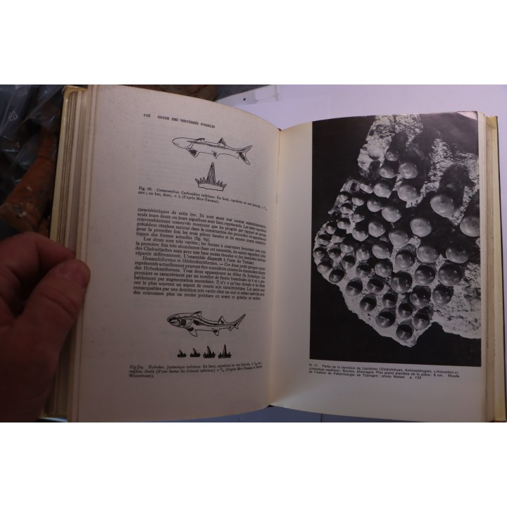 Gerard de Beaumont : guide des vertébrés fossiles  - 1973