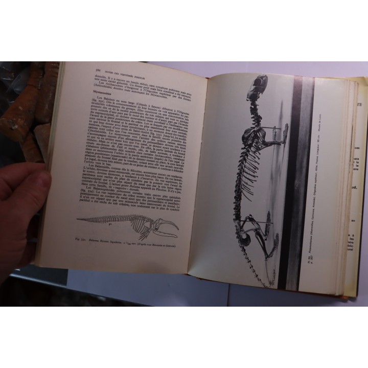 Gerard de Beaumont : guide des vertébrés fossiles  - 1973