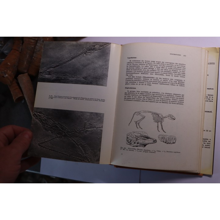 Gerard de Beaumont : guide des vertébrés fossiles  - 1973