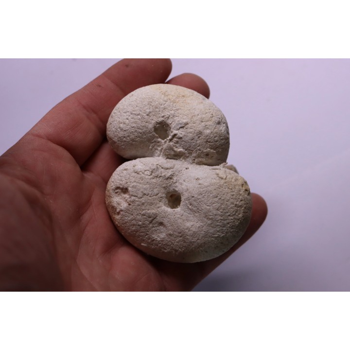 EPONGE: SIPHONIA PYRIFORMIS BIPARTITA  Senonien  Paulmy, 37 - FRANCE