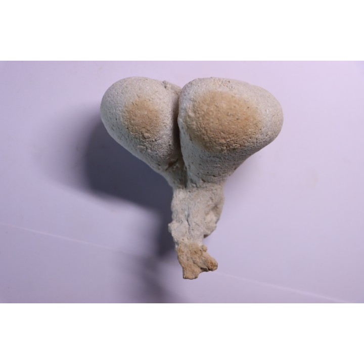 SPONGE: SIPHONIA PYRIFORMIS BIPARTITA  Senonien  Paulmy, 37 - FRANCE